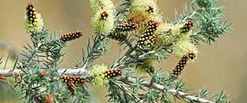 Image result for Melaleuca sp. A (Biegel 5741)