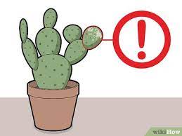 It has tiny buds on it again, this is the first week of march and it has been blooming since november. 4 Ways To Prune Cactus Wikihow