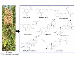 Image result for Rhynchosia holstii