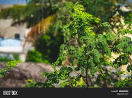 A wide variety of leafs tree options are available to you, such as material, commercial buyer, and occasion. Drum Stick Leafs Image Photo Free Trial Bigstock