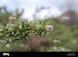Image result for Adenocarpus mannii