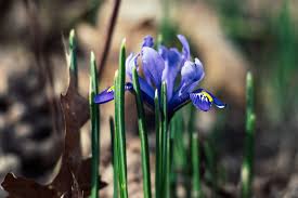 Chill in fridge and inspect every 14 days, towards the end of may you will notice swelling at the base of each bulb. Getting The Garden Ready For Spring Flowering Bulbs With Kids