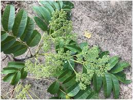 Image result for Zanthoxylum lindense