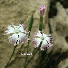 Image result for Phyllanthus macranthus