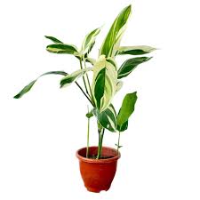 Image result for Maranta arundinacea