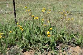 Image result for Berkheya setifera