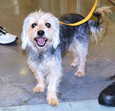 My baby is now 4mos old! Love him so much. ❤️🐕‍🦺