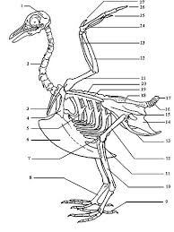 Squelette Des Oiseaux Wikipedia