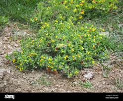 Image result for Grangea maderaspatana