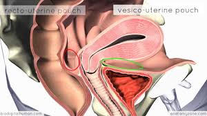 • the female reproductive organs can be subdivided into a) external genitalia b) internal genitalia c. Introduction To Female Reproductive Anatomy 3d Anatomy Tutorial Youtube