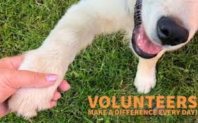 We are operated entirely by volunteers. Volunteer For Animal Services City Of Salinas