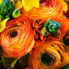 Image result for Ranunculus raeae