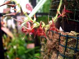 Image result for Bulbophyllum saltatorium