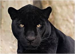 Black Jaguar Tumblr Jaguar Animal Black Jaguar Panther