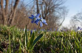 Image result for Scilla