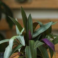 Image result for Tradescantia spathacea