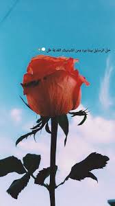 صور ورود حب جميلة جدا ومعبرة زهور متنوعة Art Moose Art Photo