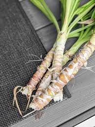 First, tidy up the clump by stripping the lower leaves off the stems. How To Care For A Yucca Plant Indoor And Outdoor Yucca Cane Care Tips