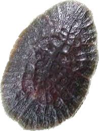 Image result for puklice švestková obrázek