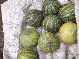 Image result for Cucumis meeusei