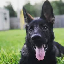 Nothing like a german shepherd puppy giving you a high five to make a day that much more better! 16 Cute German Shepherd Dogs Puppies