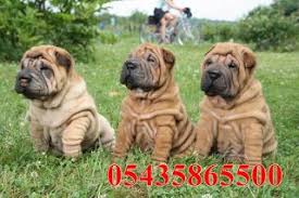 Satilik Shar Pei Yavrulari Satilik Yavru Kopek Ilani Shar Pei Labrador Retriever Yavru Kopek
