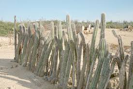 This page is about how to make a large cactus farm,contains cactus farm: Cactus Fence Wikipedia