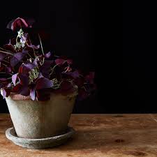 We did not find results for: 8 Edible Flowers To Brighten Your Garden And How To Cook With Them