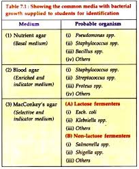 Identification Of Bacterial Growth 3 Mediums