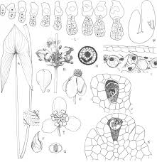 Image result for Limnophyton angolense