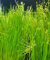 Image result for Eleocharis caduca