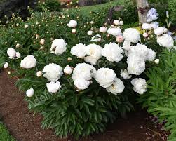 Image result for Gardenia