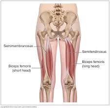 Jul 30, 2021 · physical therapy is effective in managing the pain brought on by most causes of anterior knee pain. Basic Anatomy Of How To Stretch The Hamstrings The Movement Fix