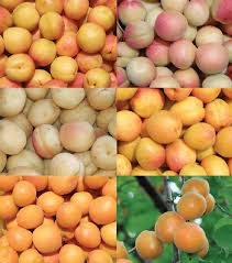 Not every tree responds to regional conditions the same way and it's a myth that all trees should be cared for in the same way. Example Of Fruit Diversity From Central Asian Trees Growing At The Download Scientific Diagram