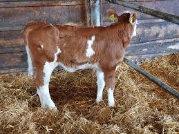 Anunturi vanzari vaci bune de lapte, baltate, de maramures, juninci cu vitei, tauri direct de la prorietar. Vaci Si Junici De Lapte Sau Carne Din Import Posts Facebook