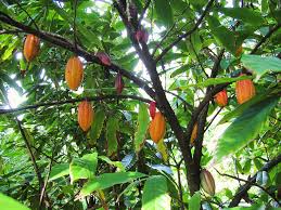 Image result for Gutenbergia cordifolia