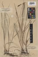 Image result for Carex steudneri