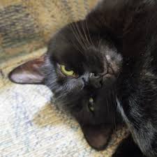 Shake Reduction won't turn on.