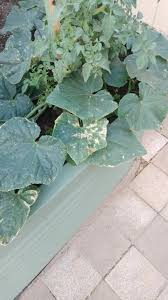 Image result for Mealybug cucumber