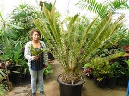 Image result for Encephalartos lebomboensis