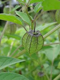 Image result for Physalis angulata