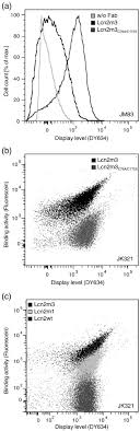 • abberior™ star 635, phalloidin has been used for fluorescence microscopy imaging of fixed nk (natural killer) cells. High Throughput Sorting Of An Anticalin Library Via Espp Mediated Functional Display On The Escherichia Coli Cell Surface Sciencedirect
