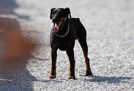 The miniature bernese mountain dog is a cross between a cavalier king charles spaniel and a bernese mountain dog. Jagdterrier Wikipedia