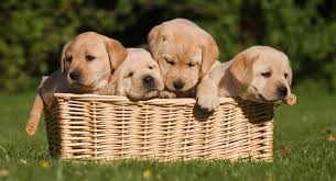 The puppy shot schedule will be designed after several veterinary checkups during your puppy's first year. When Can Puppies Go Outside Is It Safe To Take Your Puppy Out Yet