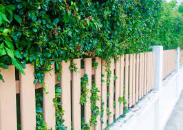 Tall plants for privacy, in pots. Perfect Plants For Privacy