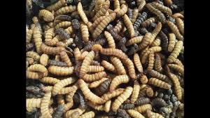 While it may be an average fly in a lot unlike those pesky flies, black soldier flies don't fly well, so they spend most of their time on. Black Soldier Fly Larvae Poultry Fish Food Composting Forum At Permies