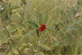 Image result for Ficus pygmaea