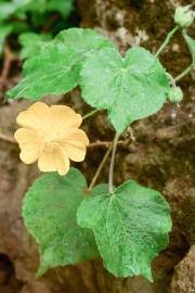 Image result for Achyrospermum aethiopicum