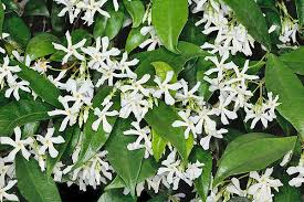 I fiori bianchi sono i più profumati, e stanno benissimo anche in combinazione con i colori più ✅ definizione ⇒ bianchi fiori profumatissimi su cruciverba.it ✅ tutte le soluzioni dei cruciverba per. Trachelospermum Jasminoides Monaco Nature Encyclopedia