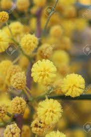 Daisies and poms are a spray flower, meaning that they have more than one bloom on a single stem. Yellow Pom Pom Blossoms On Tree In Cyprus In Spring Stock Photo Picture And Royalty Free Image Image 59286026